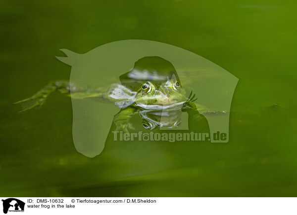 water frog in the lake / DMS-10632