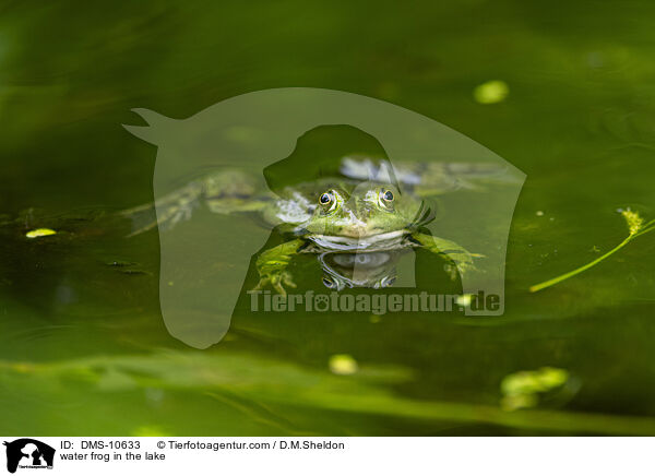 Teichfrosch im See / water frog in the lake / DMS-10633