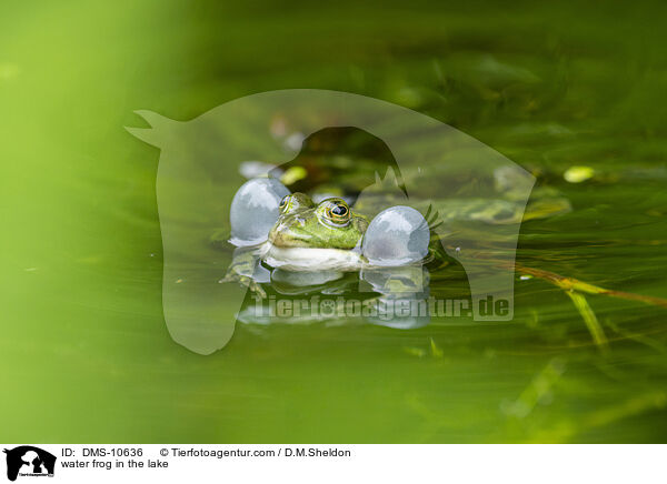 Teichfrosch im See / water frog in the lake / DMS-10636