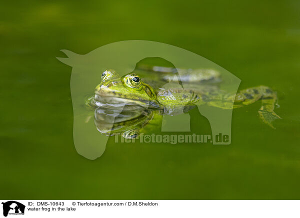 Teichfrosch im See / water frog in the lake / DMS-10643