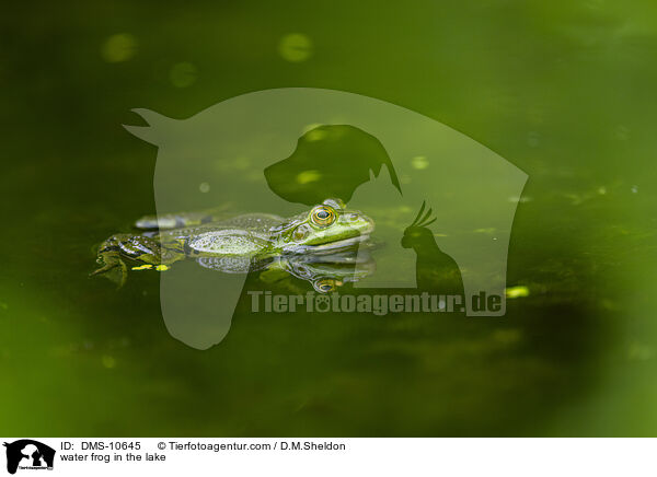 water frog in the lake / DMS-10645