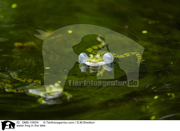Teichfrosch im See / water frog in the lake / DMS-10654