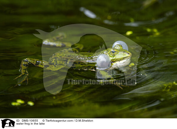Teichfrosch im See / water frog in the lake / DMS-10655