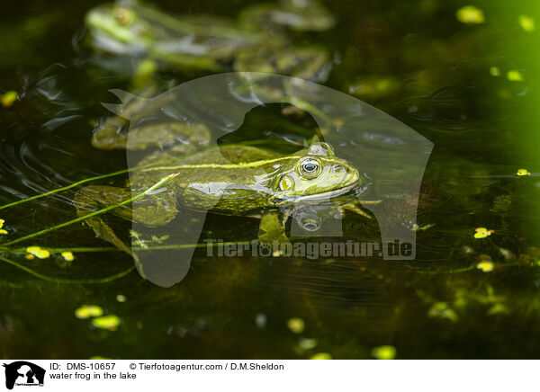 Teichfrosch im See / water frog in the lake / DMS-10657