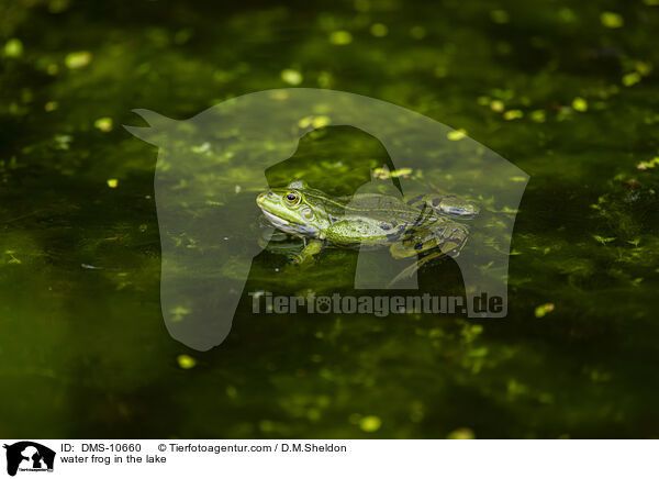Teichfrosch im See / water frog in the lake / DMS-10660