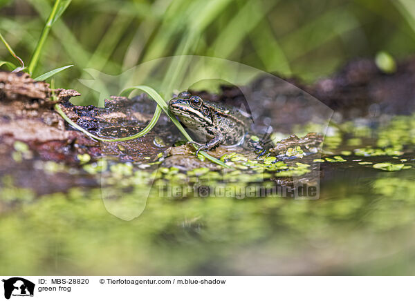 Teichfrosch / green frog / MBS-28820