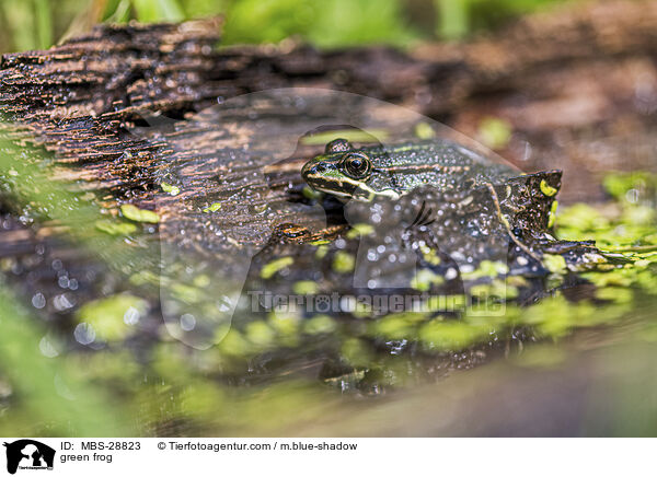 Teichfrosch / green frog / MBS-28823