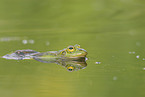 green frog