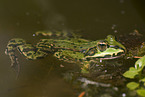 green frog