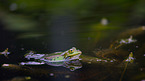 green frog
