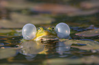 Green Frog
