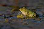 Green Frog