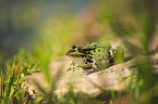 Green Frog