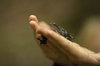 human with Green Frog