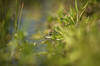 Green Frog