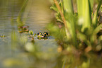 Green Frog