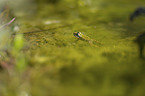Green Frog