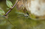Green Frog