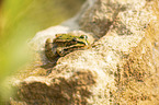 Green Frog