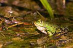 green frog