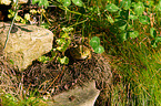 green frog