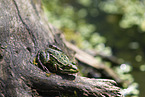 green frog