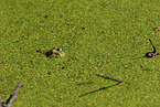 green frog