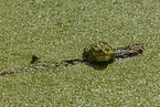 green frog