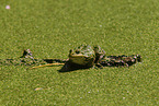 green frog