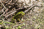 green frog