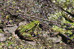 green frog