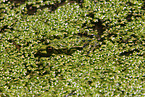 green frog