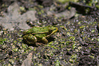 green frog