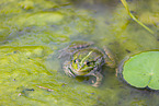 green frog
