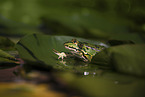 green frog