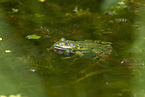 water frog in the lake
