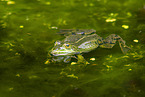 water frog in the lake