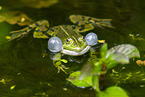 water frog in the lake