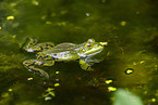 water frog in the lake