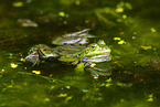 water frog in the lake
