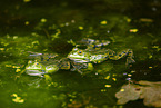 water frog in the lake