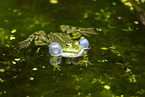 water frog in the lake