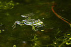 water frog in the lake
