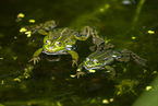 water frog in the lake