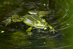water frog in the lake