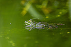 water frog in the lake