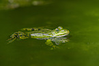 water frog in the lake