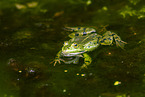 water frog in the lake