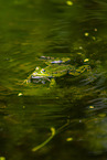 water frog in the lake