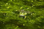 water frog in the lake